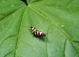 Attēlu rezultāti vaicājumam “Micropterix aureatella”