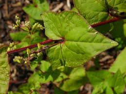 Attēlu rezultāti vaicājumam “Fagopyrum esculentum leaf”