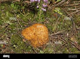 Attēlu rezultāti vaicājumam “Rhizopogon luteolus”