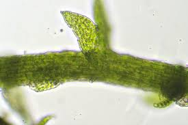 Attēlu rezultāti vaicājumam “Cephaloziella elachista macro”
