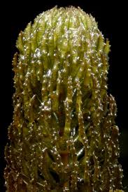 Attēlu rezultāti vaicājumam “Ceratophyllaceae”