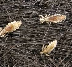 Attēlu rezultāti vaicājumam “Liceaceae”