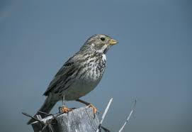 Image result for Emberiza calandra