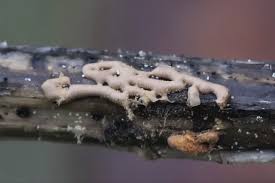 Attēlu rezultāti vaicājumam “Gulielmina vermicularis”