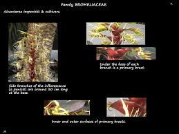 Attēlu rezultāti vaicājumam “Arcyria imperialis stalked”