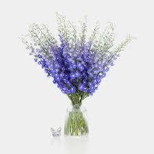 Image result for Delphinium