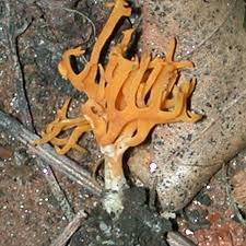 Attēlu rezultāti vaicājumam “Ramariopsis crocea”