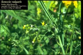 Attēlu rezultāti vaicājumam “Senecio vulgaris leaf”