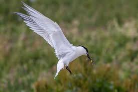 Attēlu rezultāti vaicājumam “Sterna sandvicensis”