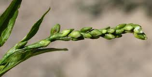 Attēlu rezultāti vaicājumam “Persicaria hydropiper”