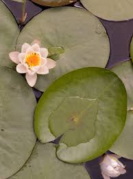 Attēlu rezultāti vaicājumam “Nymphaea candida”