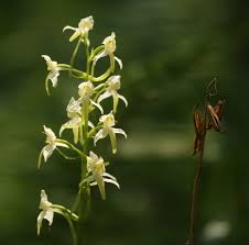 Attēlu rezultāti vaicājumam “Platanthera chlorantha flower”