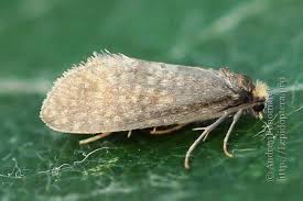 Attēlu rezultāti vaicājumam “Taleporia tubulosa”