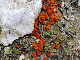 Attēlu rezultāti vaicājumam “Melastiza chateri”