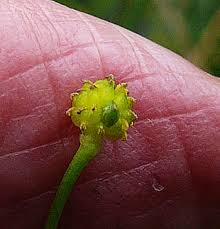 Attēlu rezultāti vaicājumam “Ranunculus flammula fruit”
