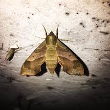 Attēlu rezultāti vaicājumam “Sphingidae”