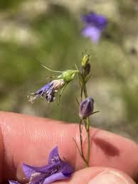 Image result for Campanula affinis