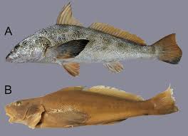 Image result for Menticirrhus americanus