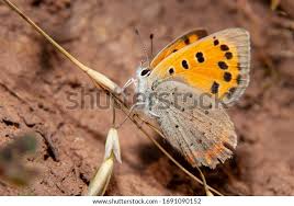 Attēlu rezultāti vaicājumam “Coenonympha pamphilus”