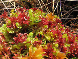 Attēlu rezultāti vaicājumam “Sphagnum balticum”