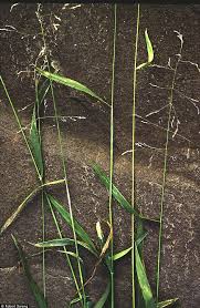 Attēlu rezultāti vaicājumam “Milium effusum”