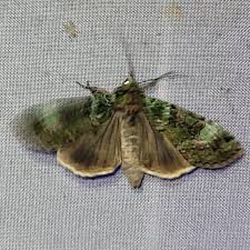 Attēlu rezultāti vaicājumam “Anaplectoides prasina”