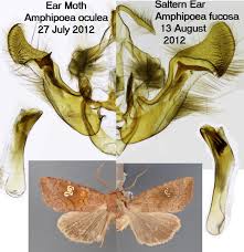 Attēlu rezultāti vaicājumam “Amphipoea”