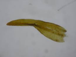 Attēlu rezultāti vaicājumam “Didymodon tophaceus”