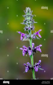 Attēlu rezultāti vaicājumam “Stachys sylvatica flower”