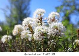 Attēlu rezultāti vaicājumam “Ledum palustre flower”