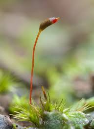 Attēlu rezultāti vaicājumam “Dicranella varia”