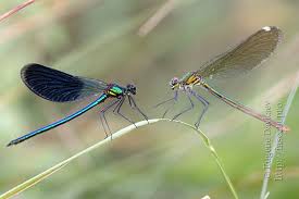 Attēlu rezultāti vaicājumam “Calopteryx splendens”