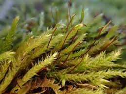 Attēlu rezultāti vaicājumam “Sciuro-hypnum curtum sporophyte”