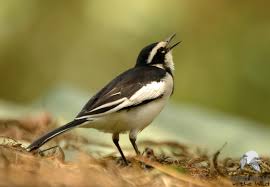 Attēlu rezultāti vaicājumam “Motacillidae”