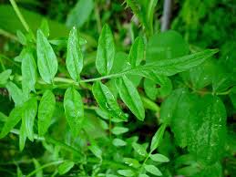 Attēlu rezultāti vaicājumam “Cardamine impatiens”