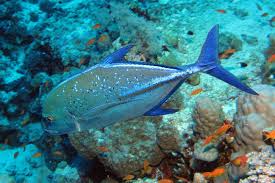 Image result for Caranx melampygus