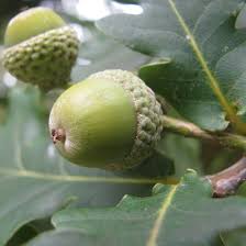 Attēlu rezultāti vaicājumam “Quercus robur fruit”