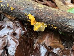 Attēlu rezultāti vaicājumam “Tremella mesenterica”