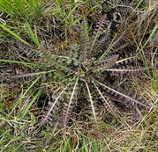 Attēlu rezultāti vaicājumam “Pedicularis sceptrum-carolinum leaf”