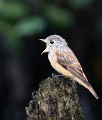 Attēlu rezultāti vaicājumam “Rusina ferruginea male”