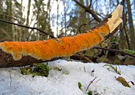 Attēlu rezultāti vaicājumam “Peniophora laurentii”