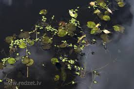 Attēlu rezultāti vaicājumam “Batrachium”