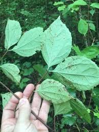 Attēlu rezultāti vaicājumam “Philadelphus coronarius leaf”