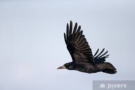 Attēlu rezultāti vaicājumam “Corvus frugilegus”