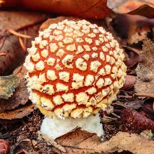 Image result for vliegenzwam