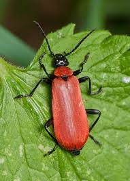 Attēlu rezultāti vaicājumam “Pyrochroa coccinea”