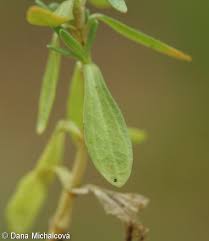 Attēlu rezultāti vaicājumam “Centaurium littorale leaf”