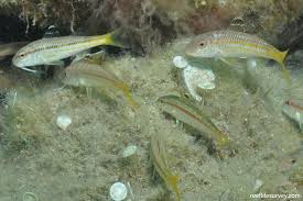 Image result for Mullus surmuletus