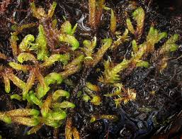 Attēlu rezultāti vaicājumam “Hamatocaulis lapponicus”