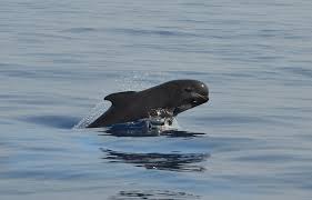 Image result for Globicephala melas